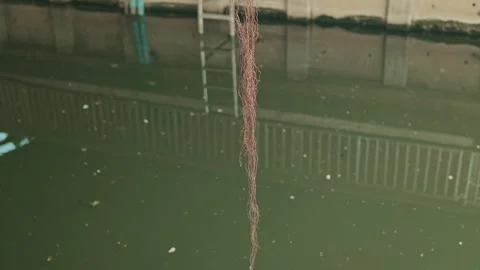 Thin Dry Roots Hanging Over Murky City Canal with Water Ripples Stock Footage 330516083