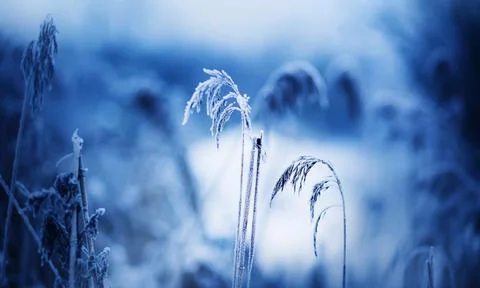 Thin dry spikelets in the field are covered with frost on a frosty, snowy Jan Stock Photos