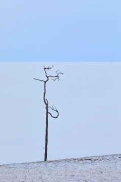 A thin dry tree stands against the background of snow and sky Stock Photos