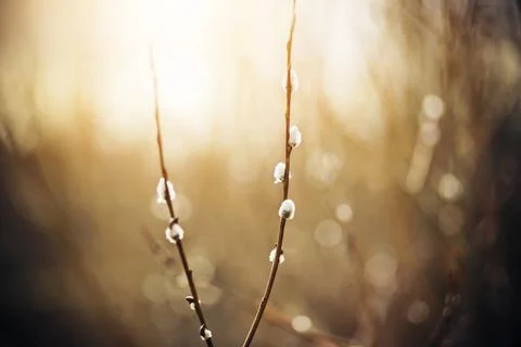 Thin elegant willow branches with fluffy buds, illuminated by warm sunlight o Stock Photos