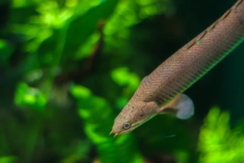 Thin fish like a snake with fangs. Gray fish with bokeh effect on a blurred g Stock Photos