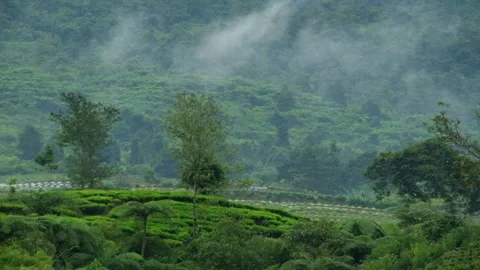 Thin fog moving on the hillside Video stock 319921890