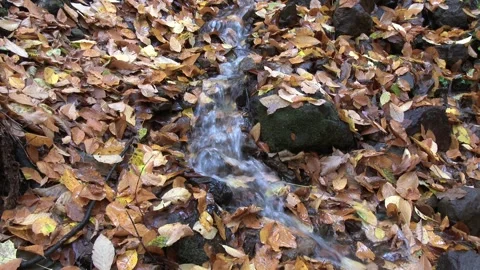 Thin forest stream trickling through dry fallen - Gently Foliage and Rocky Soil 库存影片 339698305
