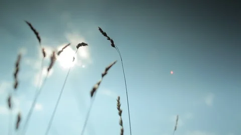 Thin gras standing against sun on a green meadow Stock Footage 86452843