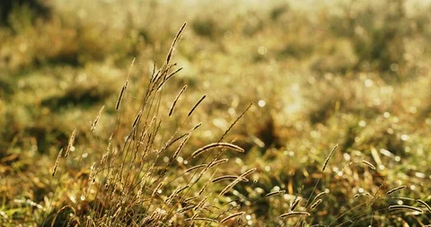 Thin grass fluttering on wind while growing in green meadow on sunny summer day Stock Footage 125639256
