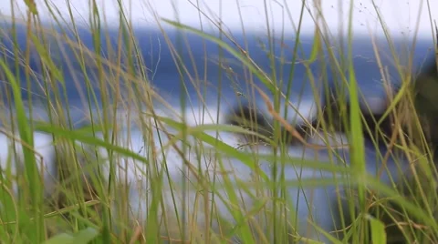 Thin grass stems blowing in wind, ocean waves, background Stock Footage 57403296