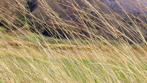 Thin grasses blow in the wind in slow motion. Rural Bolivia South America. 스톡 동영상 120735044