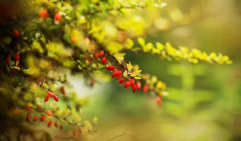 On the thin green branches of the shrub, red barberry berries ripened, illumi Stock Photos