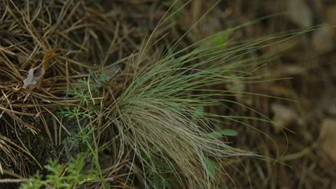Thin green grass patch growing through dry pine needles outdoors Stock Footage 337390612