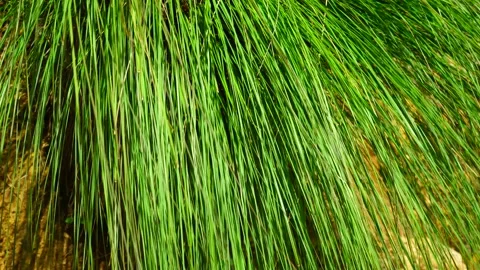 Thin green grass sways in the wind Stock Footage 237262821