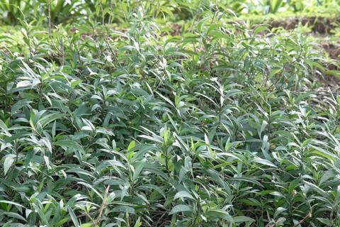 Thin green leaf clusters creating natural vegetation texture Stock Photos