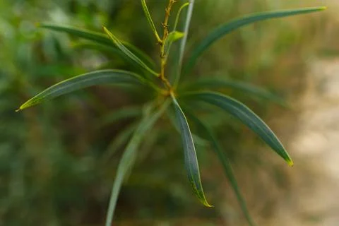 Thin green leaves on tree Stock Photos