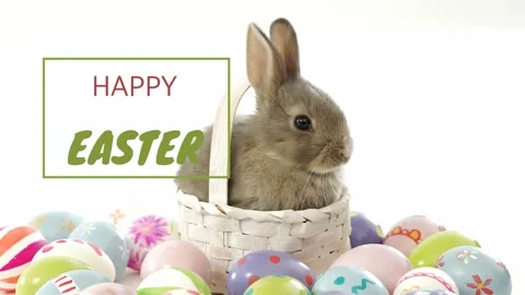 Thin green line appearing and greeting graphic popping, small brown rabbit Stock Footage 328224130