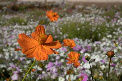 On a thin green stem with a small orange flower in sunny weather in a summer Stock Photos