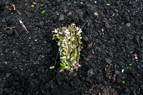 Thin green stems with small leaves lie on the ground. A bouquet of sprouts fo Foto stock