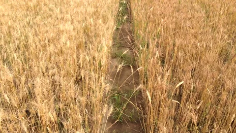 Thin ground path between dense fields with ripe wheat Stock Footage 139443368