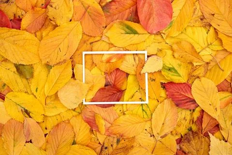 Thin hollow horizontal rectangular frame covered with leaves around the ed... 스톡 사진