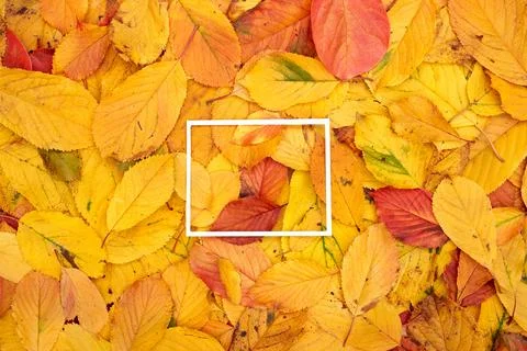 Thin hollow rectangular frame lies on fallen yellow leaves Foto stock