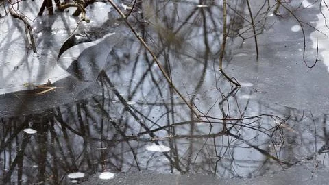 Thin Ice and Bare Twigs in a Canadian Swamp During Spring Melt Season Stock-Fotos