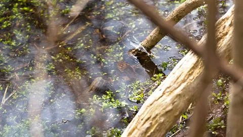 Thin Ice and Bare Twigs in a Canadian Swamp During Spring Melt Season Stock Photos