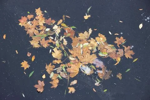 Thin ice on the lake, covered with maple leaves. early winter. Karpin Pond, G Free Stock Photos