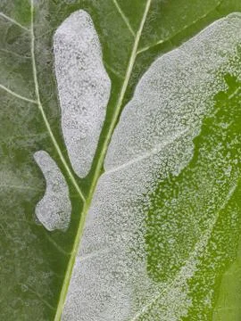 Thin ice Stock Photos