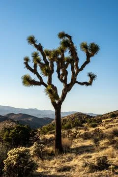Thin Joshua Tree With Not Much Growth On The Branches Stock Photos