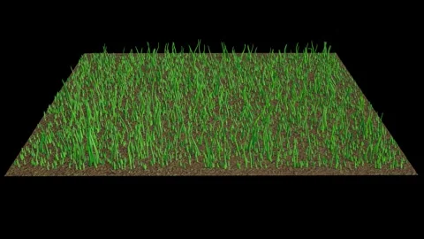 Thin lawn becomes thicker with overseeding. 3d animation render Stock Footage 308771099