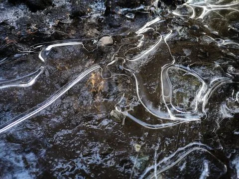 A thin layer of ice in a puddle in the forest Stock Photos