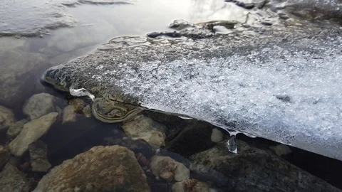 Thin layer of ice when the lake start freezing over, Finland Stock Footage 122202083