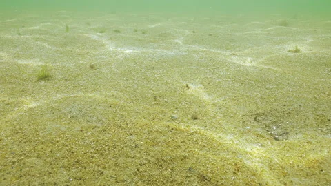 Thin layer of microalgae of Benthic diatoms on sand with many microbubbles Stock Footage 327208977