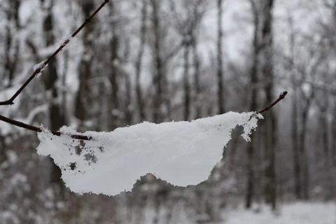 Thin layer of snow falling from tree branch in winter forest Stock Photos