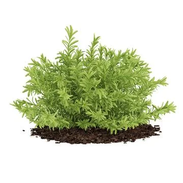 Thin Leaves Sedum Plant (Sedum album) 3D Model