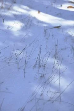 Thin leaves of vegetation emerging on the snow Stock Photos