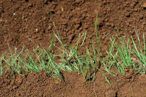 A thin line of green grass grows across a patch of dirt Stock Photos