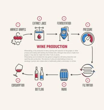 Thin line infographic of wine fermentation, making. How wine is made Illustrazione stock