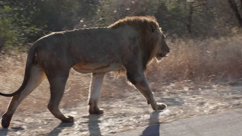 A thin lion walking on side of the road in the bush Stock Footage 201590678