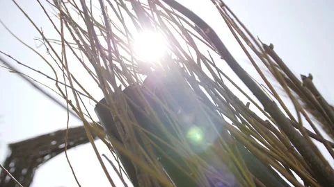 Thin long branches for decoration 動画素材 179136784