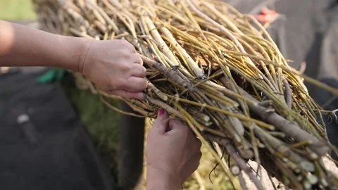 Thin long branches for decoration Video stock 179137095