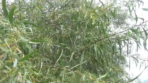 Thin long leaves of acacia flutter against the sky Video stock 311528764