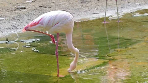 The thin long legs of the pink flamingo Stock Footage