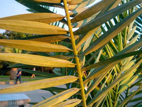 Thin long palm leaves. Background from plants.  Palm leaves at sunset. Foto stock