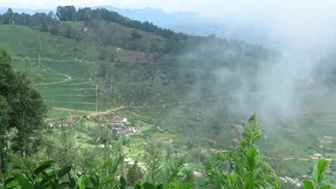 A thin mist rising above a tea plantation and a mountain in the background Stock Footage 244545490