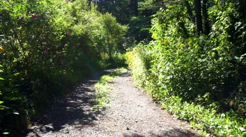 Thin mountain road with flowers (climbing, nature, general purpose) Stock Footage 67314783