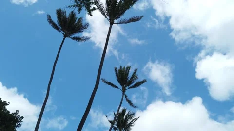 Thin Palm Trees with Blue Skies and White Clouds Stock Footage 155364911