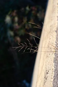 A thin piece of grass is seen growing from a concrete wall Stock Photos