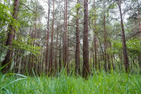 Thin pine trees with lush green undergrowth 库存照片