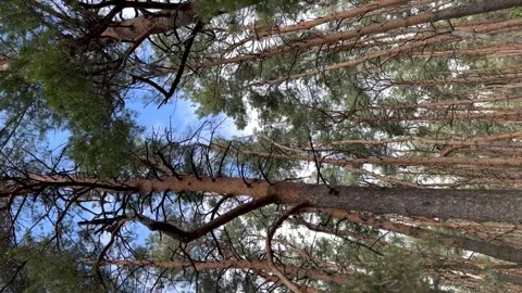 Thin pine trunks sway in the wind on a summer day. boron Stock Footage 241353803