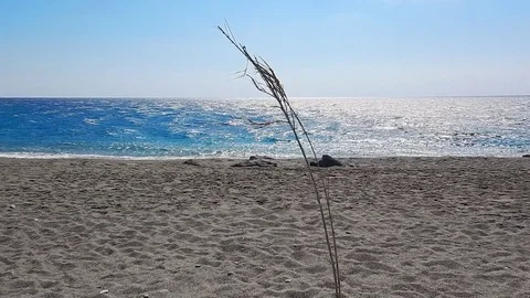 A thin plant moved by wind with beach and sea in the background in a shine day. Stock-Footage 77138135
