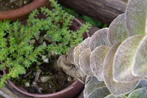A thin plant on a pot Foto stock